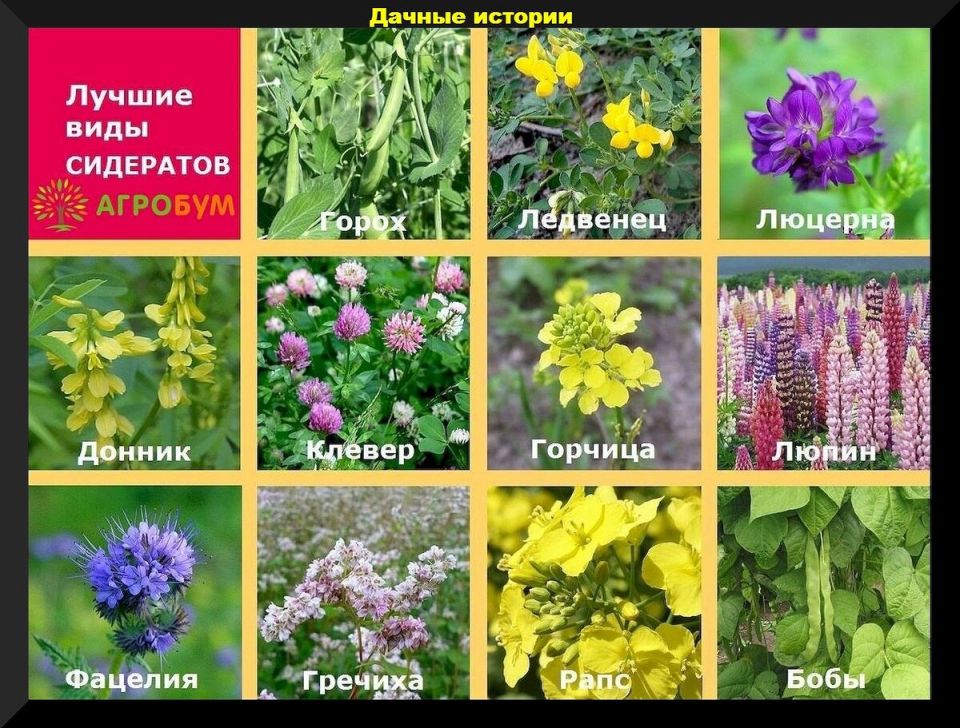 Сидераты: важный шаг к плодородной земле
