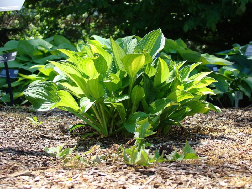 Как защитить хосты от слизней: советы для садоводов на 2025 год