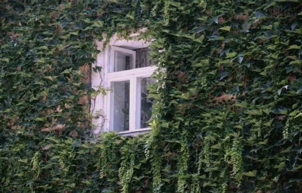 Четыре опасных растения, которые могут разрушить ваш дом