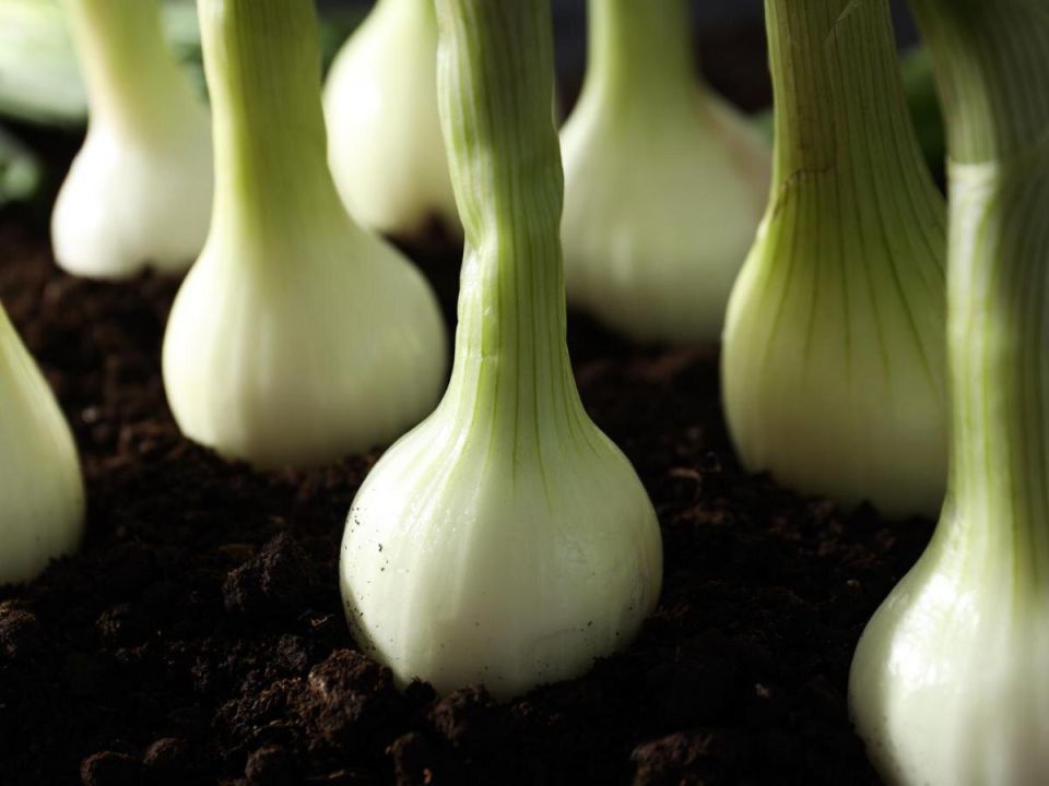 Что посадить после лука: секреты успешного огорода