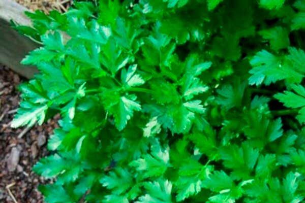 Петрушка Бутербродная: секреты успешного выращивания