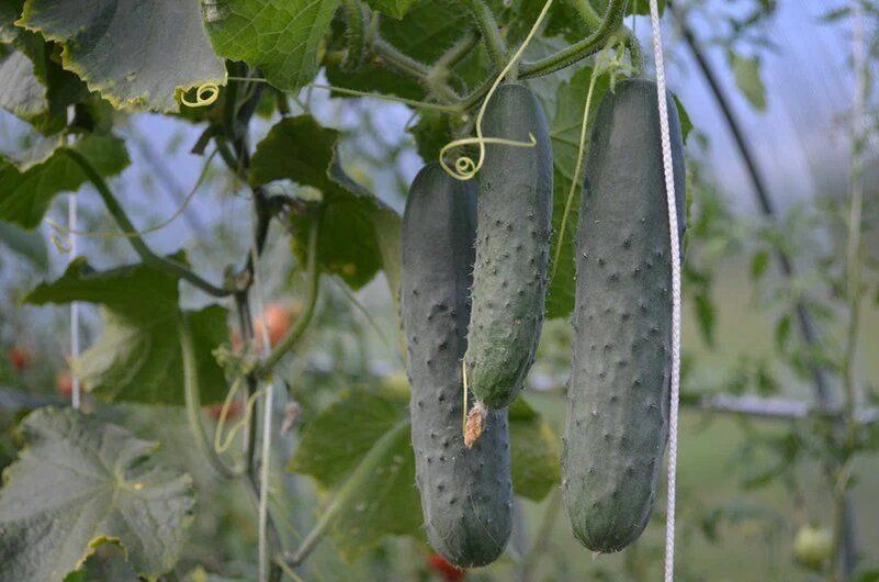 Три способа совместного выращивания огурцов и томатов в теплице