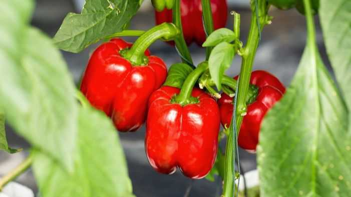 Как правильное питание перца преобразит ваш урожай: испытанный метод