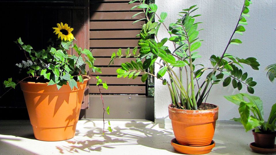 Стрелы замиокулькаса неспроста распадаются в стороны: причин всего две