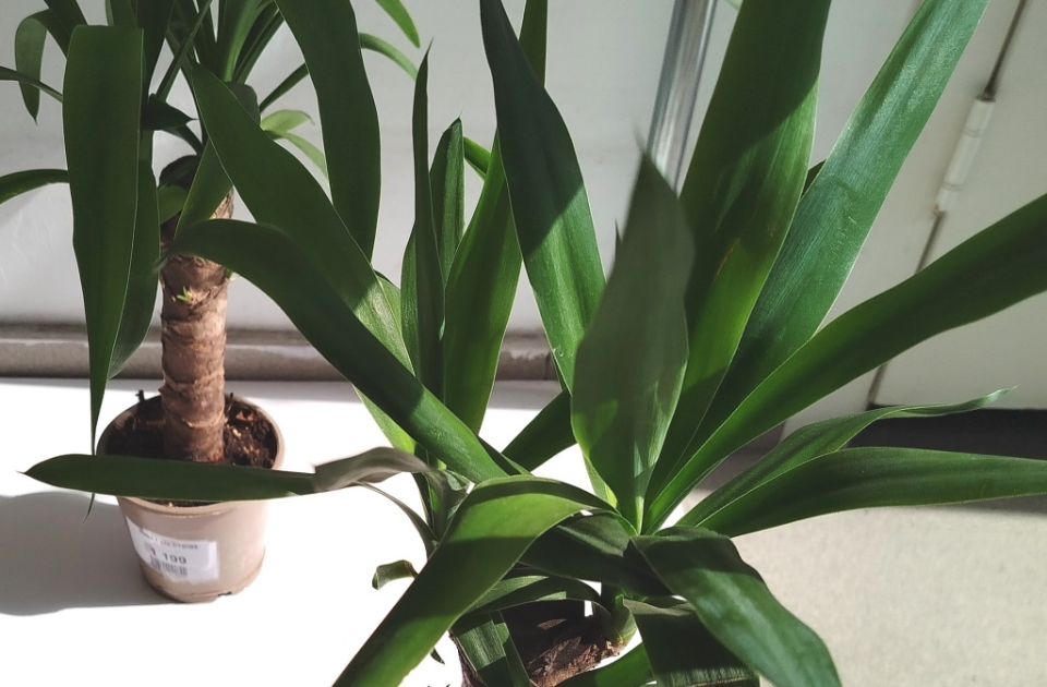 Уникальные особенности юкки