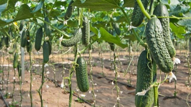 Эксперимент с огурцами: какой метод приносит самый высокий урожай?