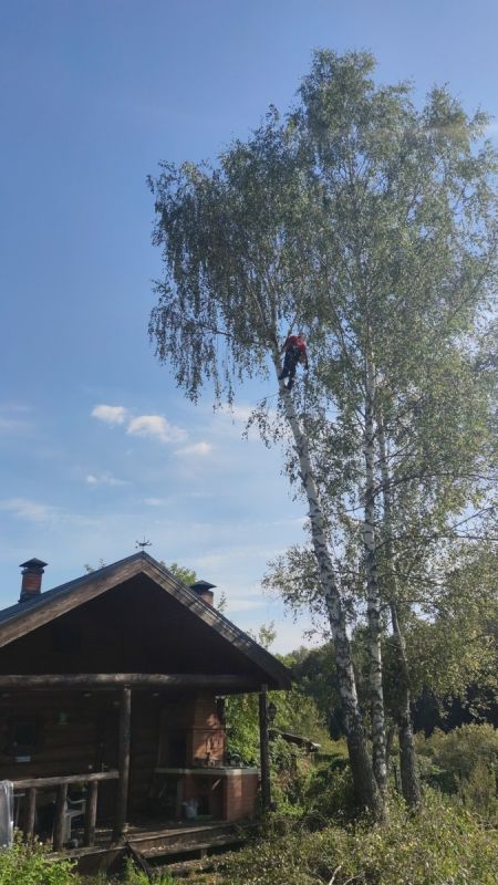 Когда возможно наказание за вырубку деревьев на своём участке