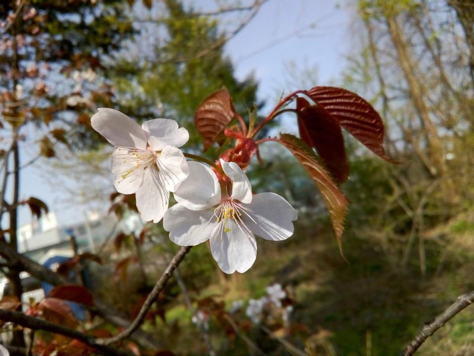 Почему черешня может не цвести: ищем причины и решения