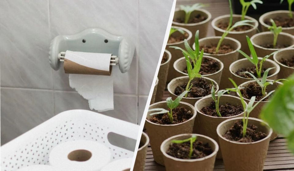Как бюджетно вырастить рассаду с помощью втулок от туалетной бумаги
