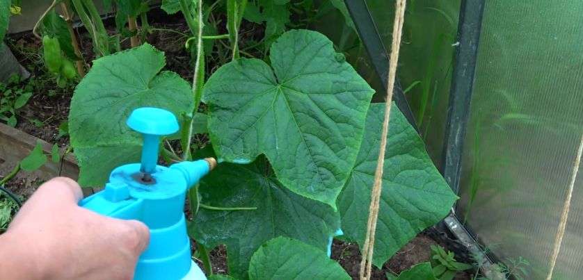 Эффективная обработка огурцов с использованием сыворотки и йода