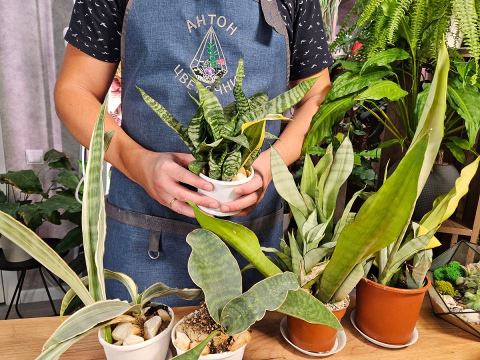 Сансевиерии: удивительные тайны пересадки, которые пора раскрыть