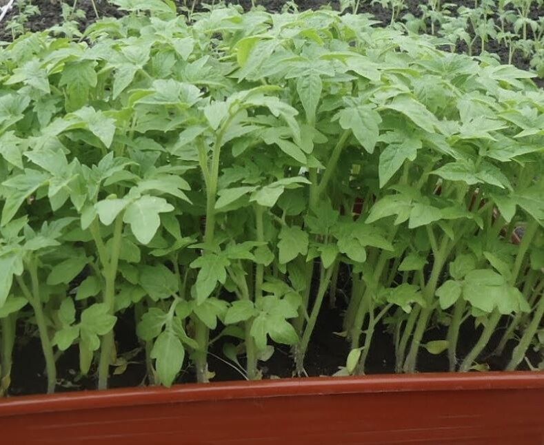 Как правильно закалить рассаду перед высадкой: простая инструкция для садоводов