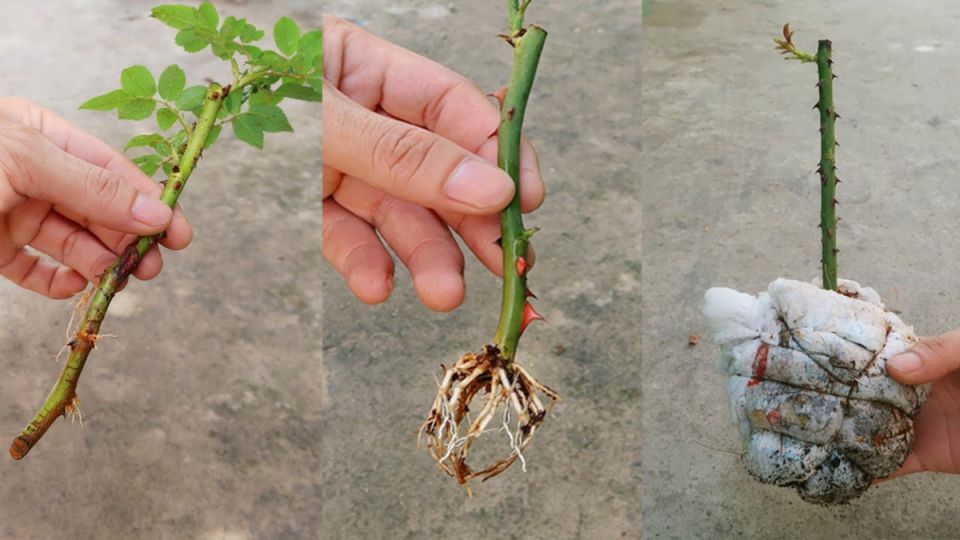 Секреты успешного укоренения черенков: проверенные методы от дачников