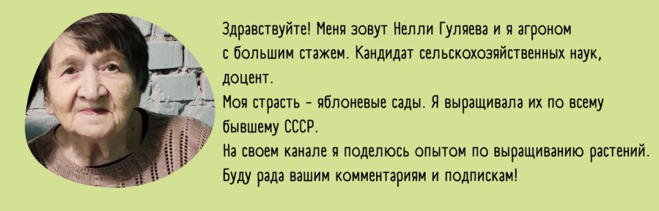 Почему мангольд — незаслуженно забытый витаминный источник на вашем столе?