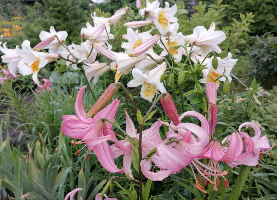 Секреты осенней обрезки лилий