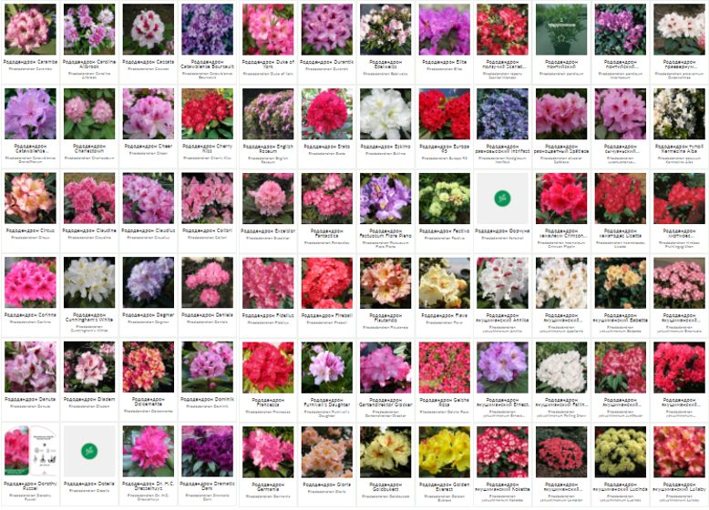 Как выбрать идеальный рододендрон: ключевые вопросы для садоводов