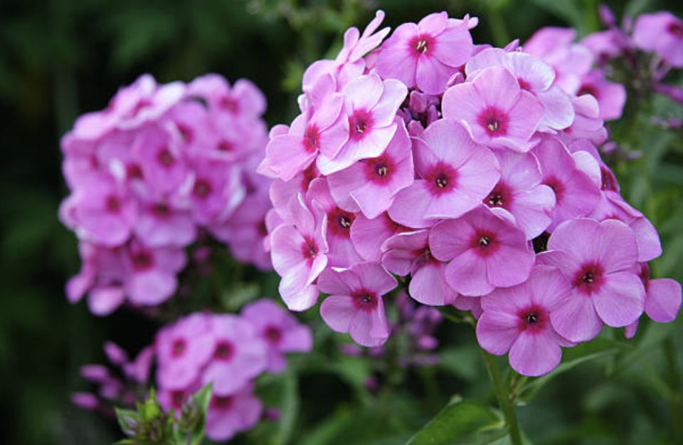 Флоксы: любимцы садоводов, которые всегда в моде