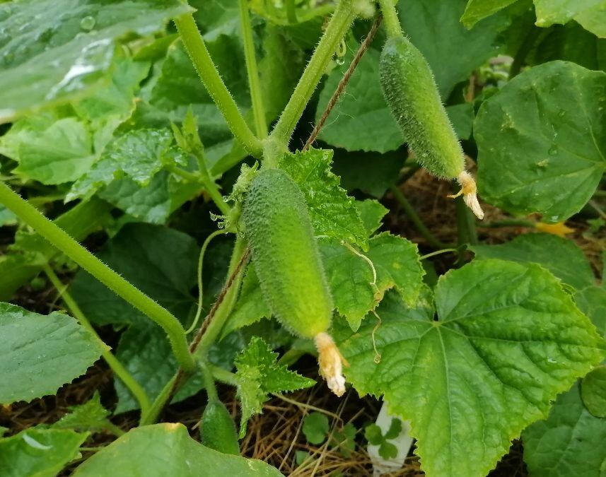 Как вырастить огурцы в мае: секреты ранней посадки в теплице и на рассаду