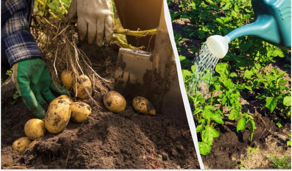 Увеличьте урожай картофеля: советы по подкормке в середине лета