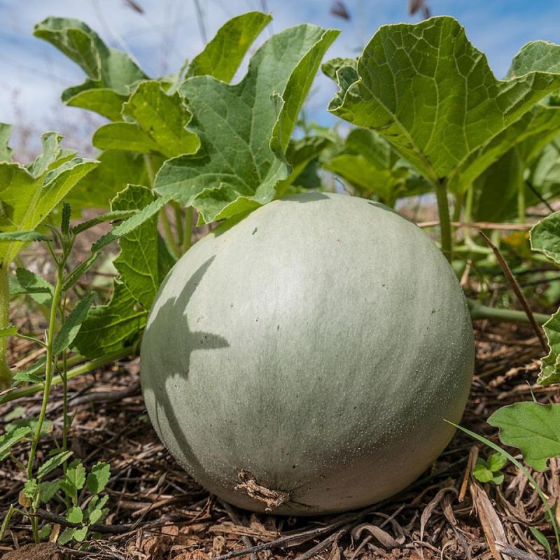 Выращивание сладких дынь в холодном климате