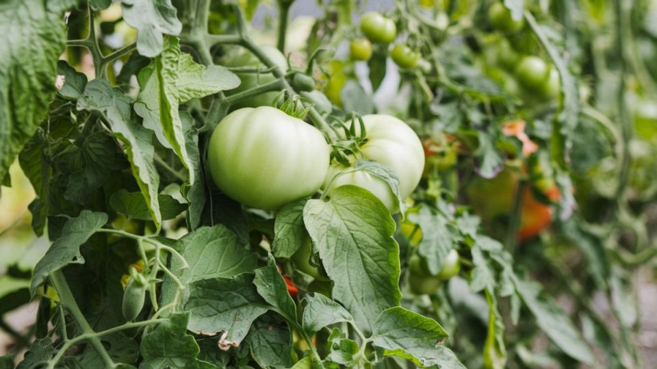 Оживите свои томаты: как обрезка листьев с 15 июля помогает ускорить созревание плодов