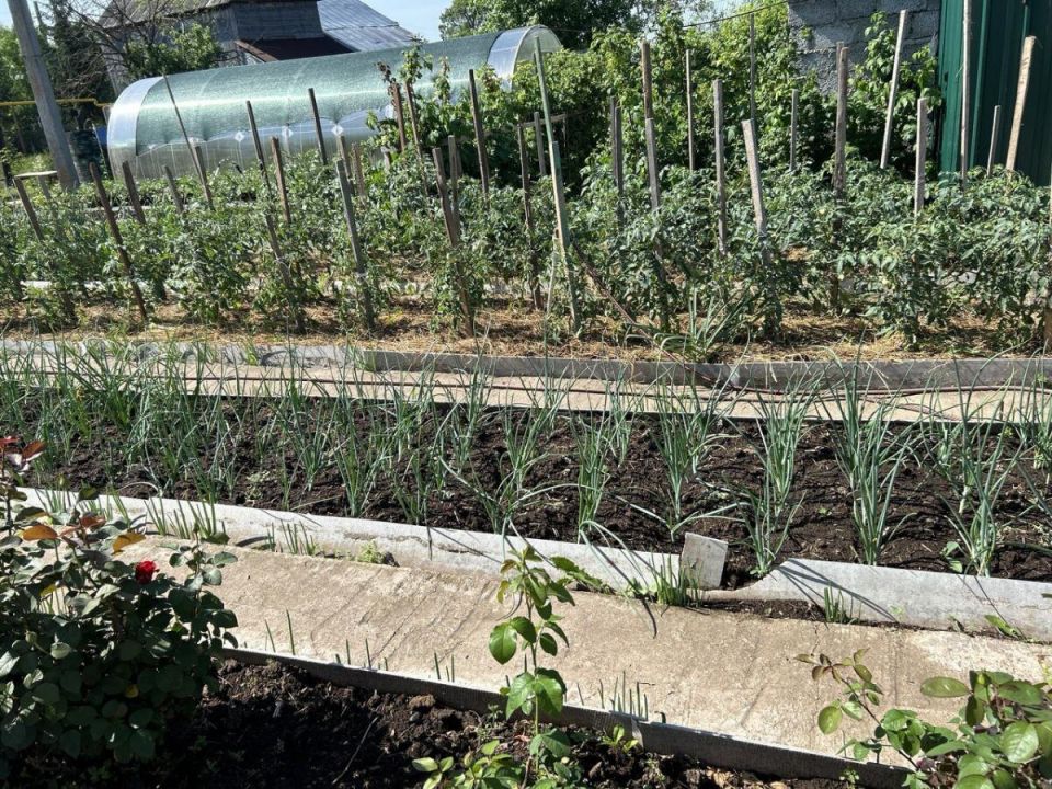 Эффективные решения для защиты растений от весенних заморозков