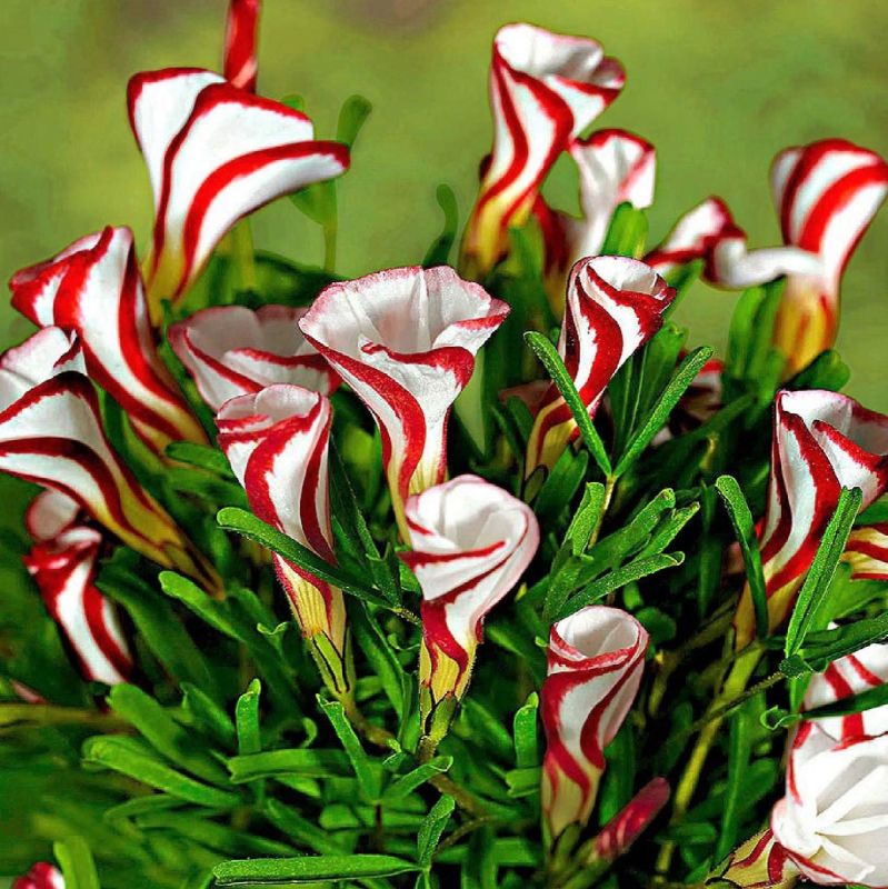 Живописные чудеса: необычные многолетники для вашего сада