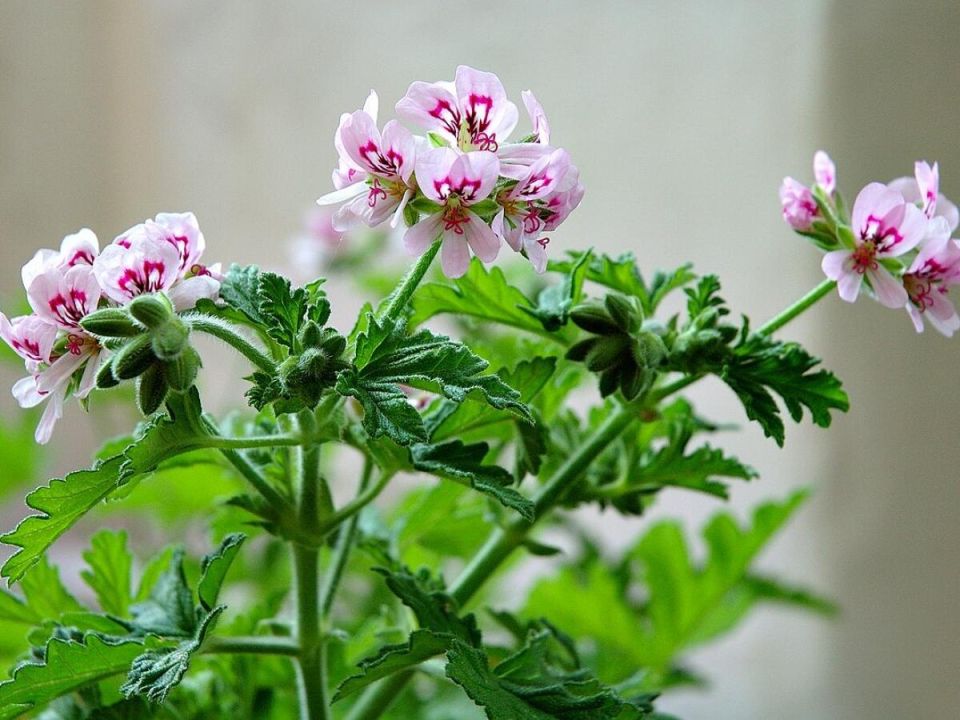 Герань: как сохранить любимое растение до весны и не дать ему погибнуть