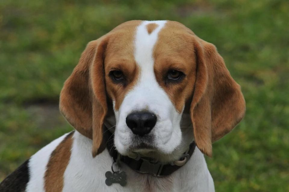 Первые шаги в выборе собаки для квартиры: кого стоит избегать