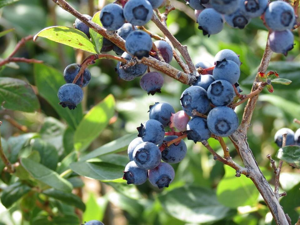 Амеланчиер: ваш идеальный ягодный кустарник, который не требует хлопот