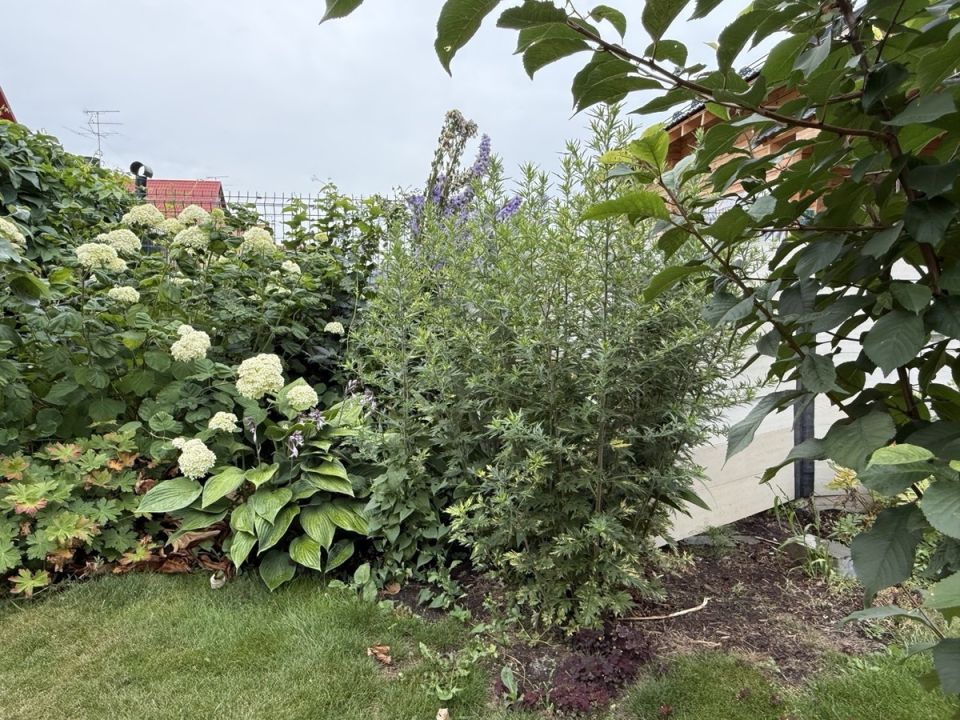 Полынь древовидная: Внешность не всегда обманчива