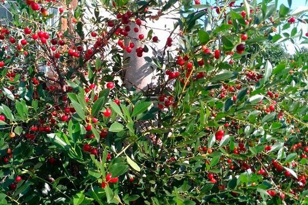 Почему вишня Уйфехертой Фюртош заслуживает место в вашем саду?