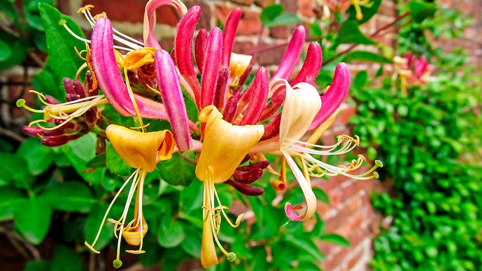 Жимолость каприфоль: секреты успешного цветения и ухода за этой удивительной лианой