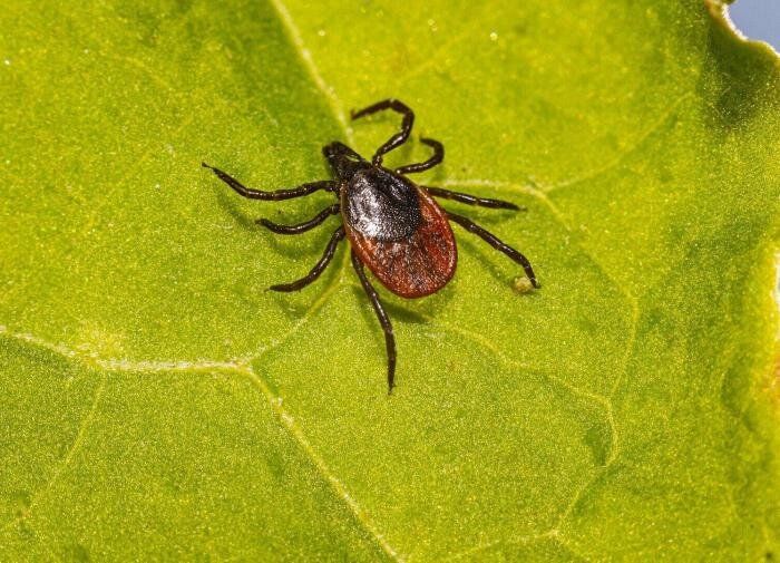 Клещи: Когда природа становится опасной угрозой для здоровья