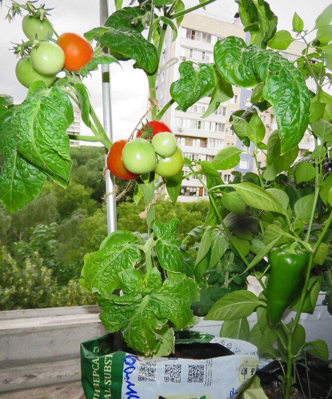 Томат «Балконное чудо»: секреты успешного урожая даже в условиях городской квартиры
