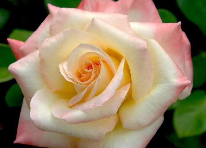 Секреты многолетних растений: наслаждайтесь цветами круглый год