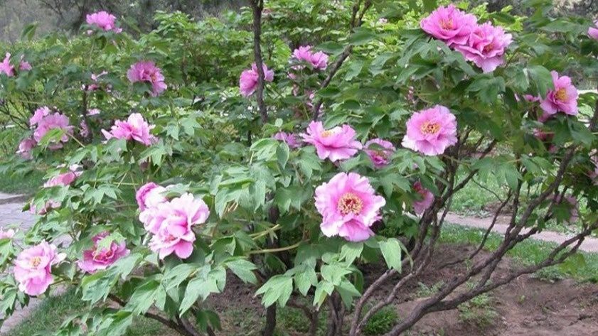 Семь главных ошибок при уходе за древовидными пионами, которые мешают им цвести дважды за сезон