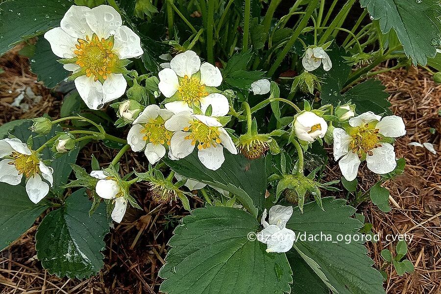 Секреты успеха: чем подкормить клубнику во время цветения для максимального урожая