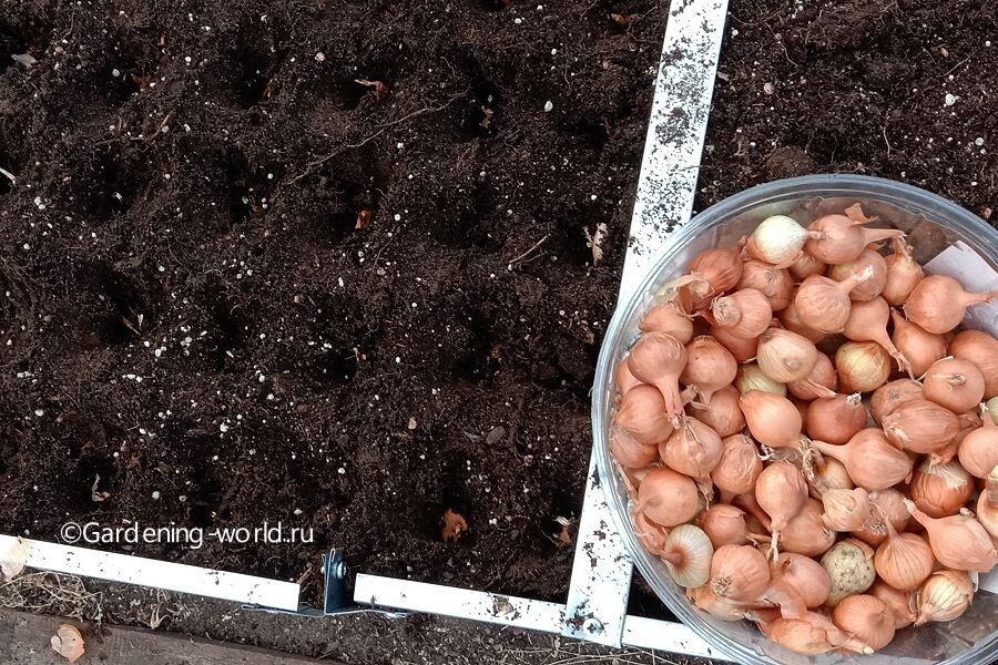 Секреты осенней посадки лука: как добиться раннего урожая и зелени