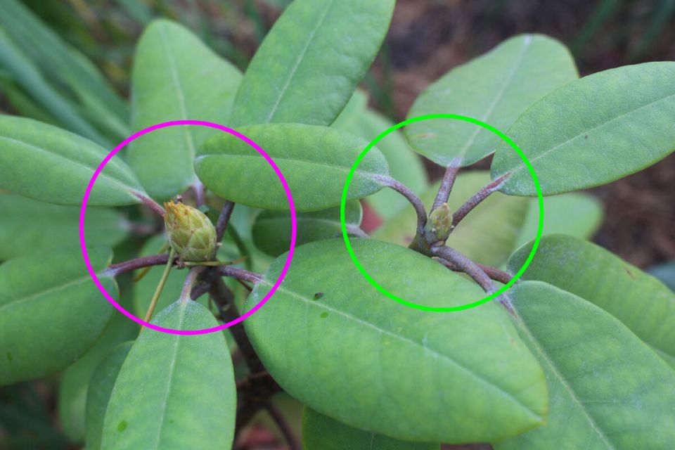 Как распознать цветочные почки рододендрона: Секреты и советы по уходу