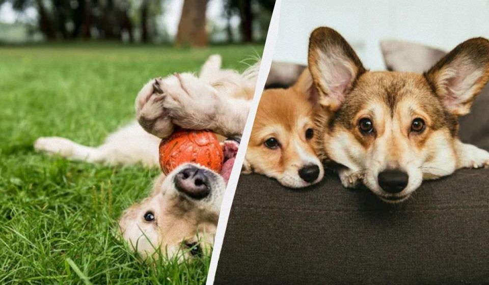 Собака в доме: идеальные породы без запаха и линьки для комфортного проживания в квартире