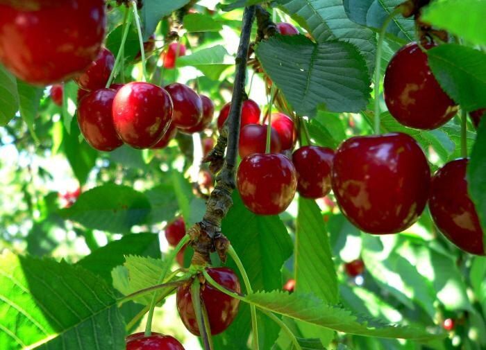 Осенний уход за вишней: секреты крепкого урожая на будущий год