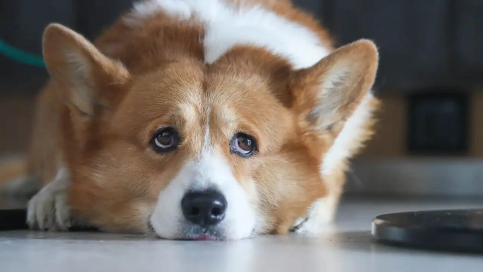 В Госдуме раскритиковали идею о лимите для домашних животных