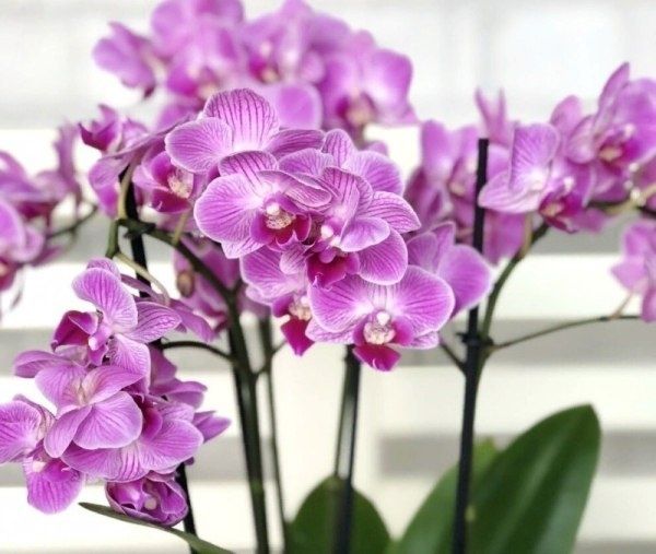 Секреты успешной рассадки орхидей