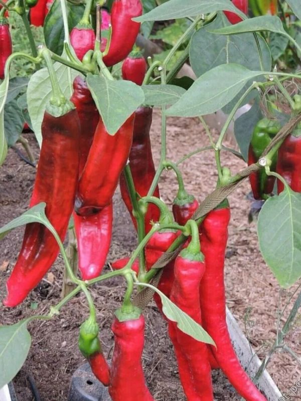 Январские посевы: секреты удачного выращивания сладкого и острого перца