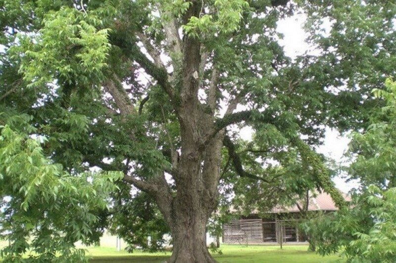 Пекан: от крепкого ореха до символа Техаса