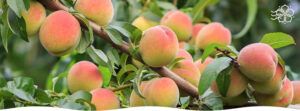Морозостойкий персик: забота осенью и весной