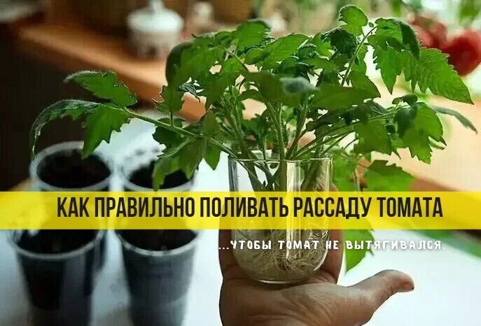 Правила полива рассады томатов: секреты крепких корней и здорового роста