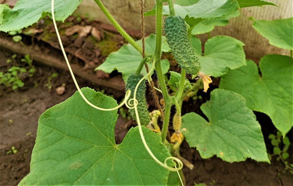 Эффективный полив огурцов: секреты для обильного урожая