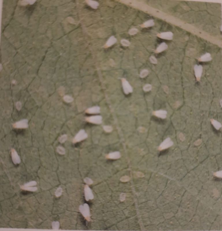 Как побороть белокрылку: секреты и стратегии против нашего ненасытного врага